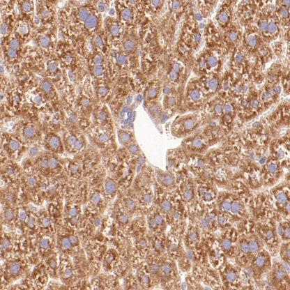 Cyclophilin B Rabbit Polyclonal Antibody