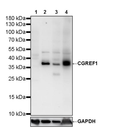 CGREF1 Recombinant Rabbit mAb (S-4558-25)