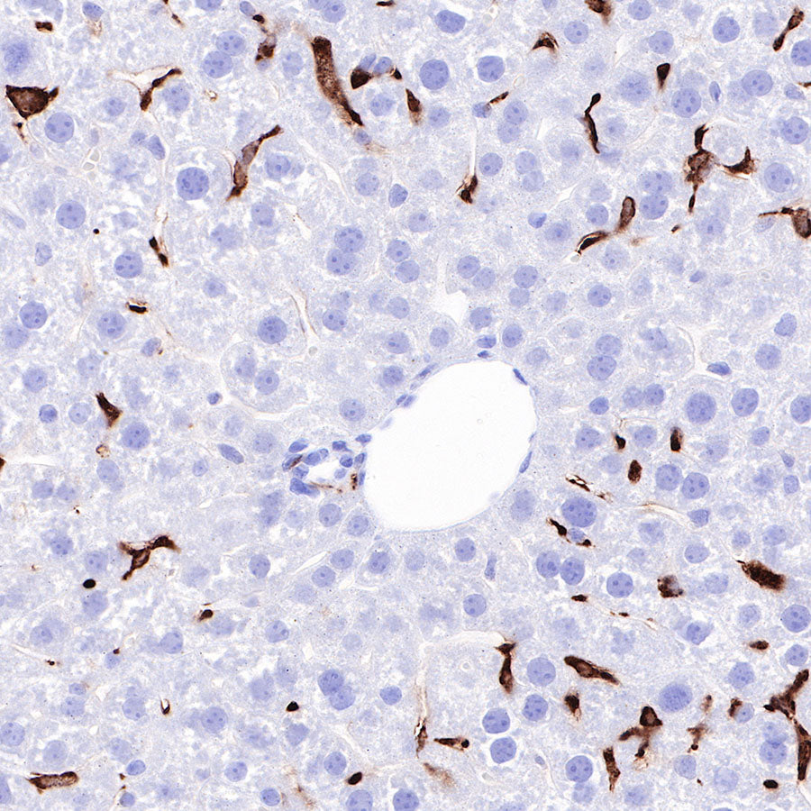 CD163 Recombinant Rabbit mAb,PBS Only (SDT-327-58)