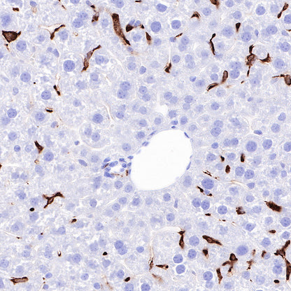 CD163 Recombinant Rabbit mAb,PBS Only (SDT-327-58)