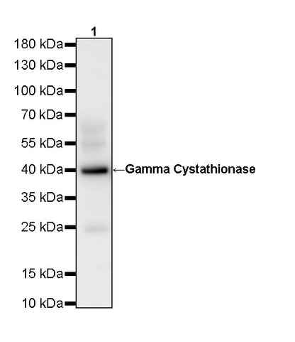 Gamma Cystathionase Mouse mAb