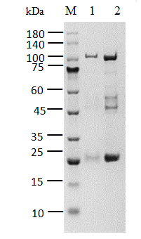 PARP6, GST Tag Protein
