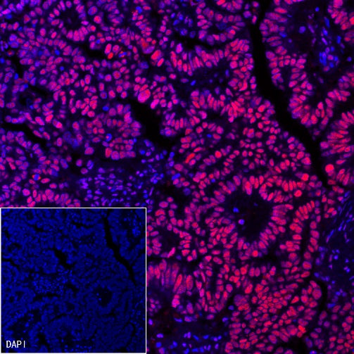 NuMA Recombinant Rabbit mAb (SDT-474-241)