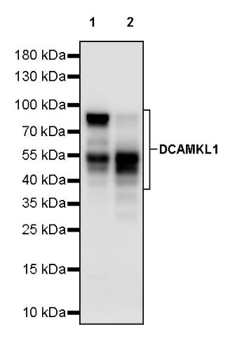 DCAMKL1 Recombinant Rabbit mAb (S-1705-76)
