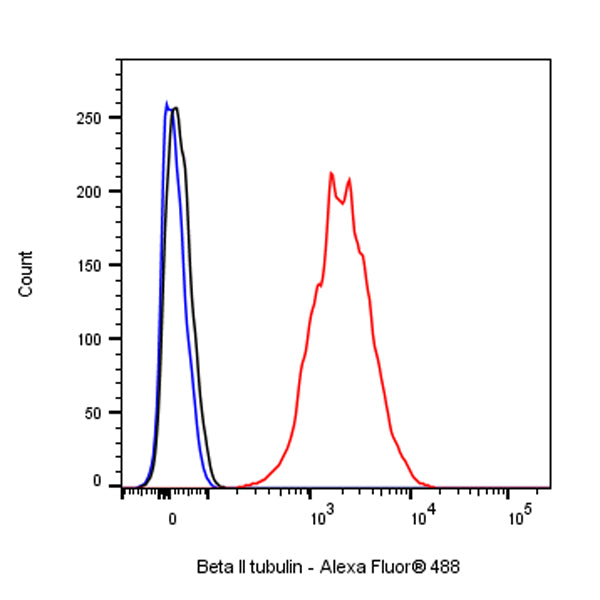 Beta II tubulin Rabbit polyclonal antibody
