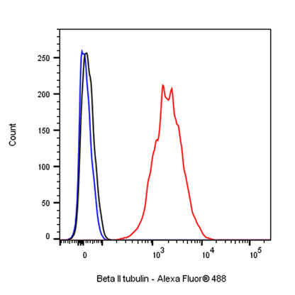 Beta II tubulin Rabbit polyclonal antibody