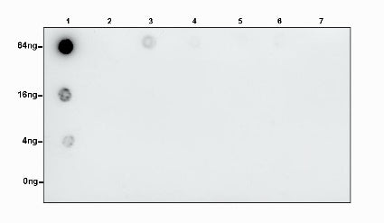S-RMabMixTM Acetyllysine Rabbit mAb