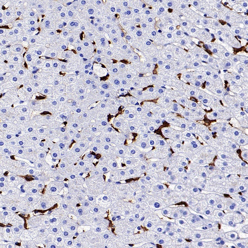 HLA-DRA Rabbit Polyclonal Antibody