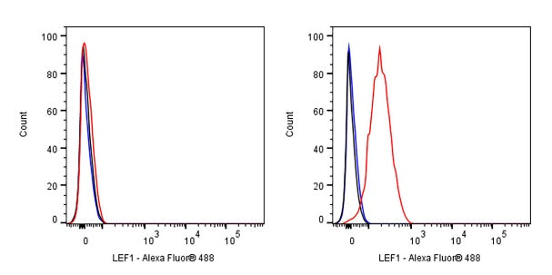LEF1 Recombinant Rabbit mAb (S-500-34)