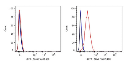 LEF1 Recombinant Rabbit mAb (S-500-34)
