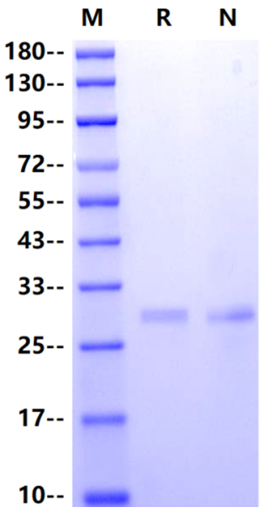 FGF-9 Protein, Human