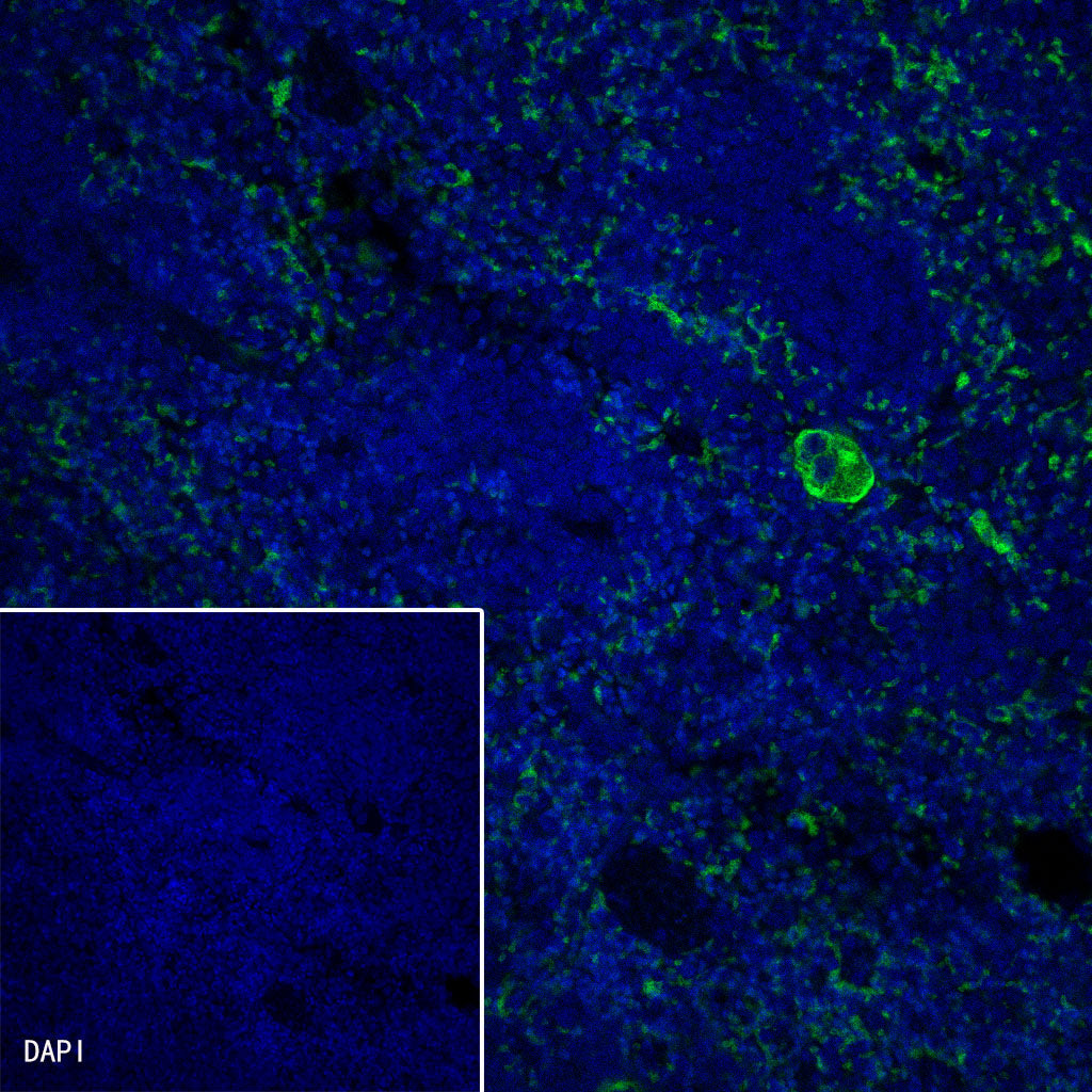 CD42b Recombinant Rabbit mAb (SDT-R147)