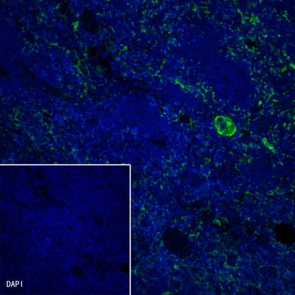 CD42b Recombinant Rabbit mAb (SDT-R147)