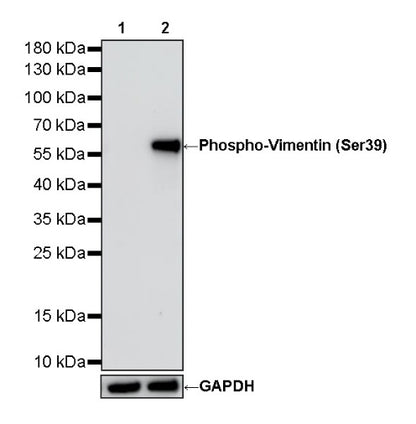 Phospho-Vimentin (Ser39) Rabbit Polyclonal Antibody