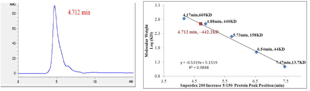 CDK16/Cyclin Y Protein
