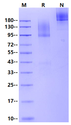 GPC3/Glypican 3 Fc Chimera Protein, Human