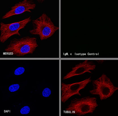 Mouse mAb IgM, κ Isotype Control (S-844-28)