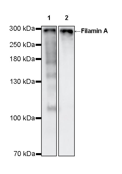 Filamin A Rabbit Polyclonal Antibody