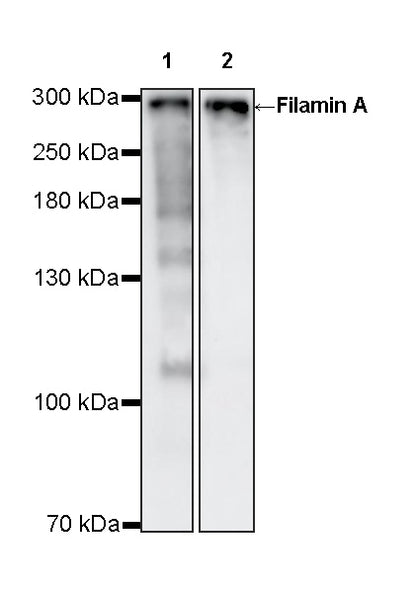 Filamin A Rabbit Polyclonal Antibody
