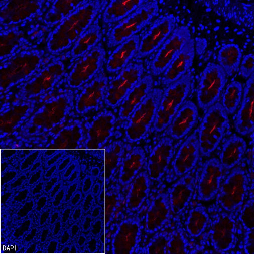 MUC1/EMA Mouse mAb (PE Conjugate) (S-777-37)