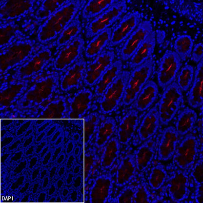 MUC1/EMA Mouse mAb (PE Conjugate) (S-777-37)