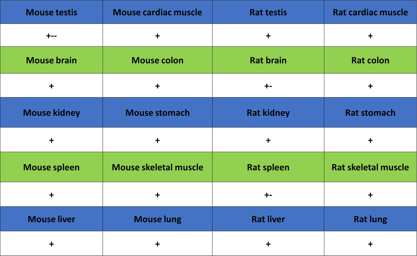 COXIV Recombinant Rabbit mAb (S-5358)