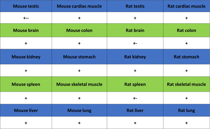 COXIV Recombinant Rabbit mAb (S-5358)