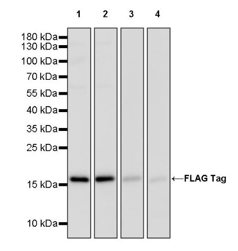 FLAG Tag Recombinant Rabbit mAb (HRP Conjugate) (S-589-8)