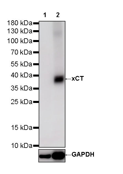xCT Recombinant Rabbit mAb (S-5531)