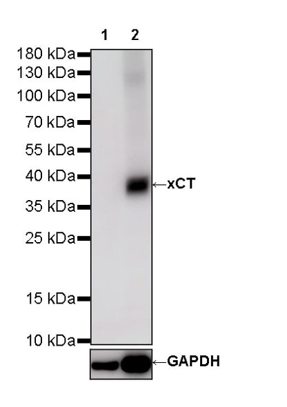 xCT Recombinant Rabbit mAb (S-5531)