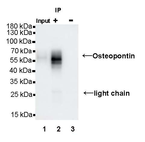 Osteopontin Recombinant Rabbit mAb (S-1005-50)