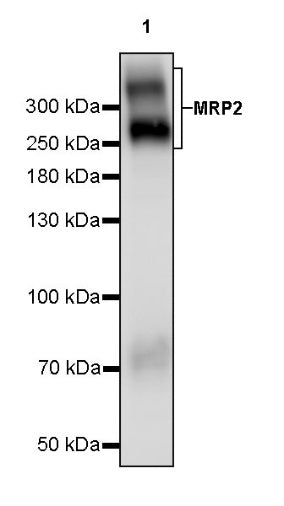 MRP2 Recombinant Rabbit mAb (S-2316-41)