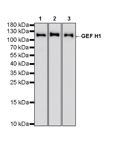 GEF H1 Recombinant Rabbit mAb (S-6057)