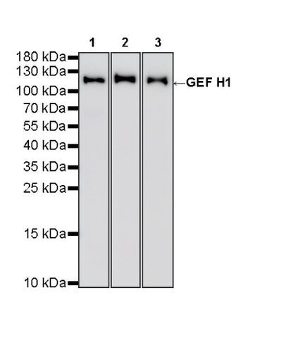 GEF H1 Recombinant Rabbit mAb (S-6057)