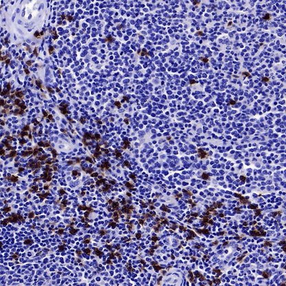 CD8α Recombinant Mouse mAb (S-1036-21)