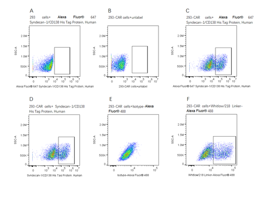 Alexa Fluor 647-Labeled Syndecan-1/CD138 His Tag Protein, Human
