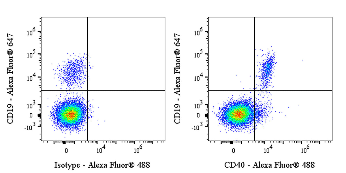 Alexa Fluor® 488 Rabbit Anti-Human CD40 Antibody (S-145-45)