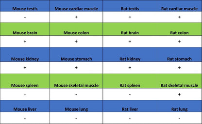 UQCRC2 Recombinant Rabbit mAb (S-1890-227)