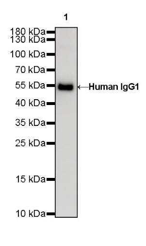 Human IgG1 F(c) Mouse mAb (S-448-1)
