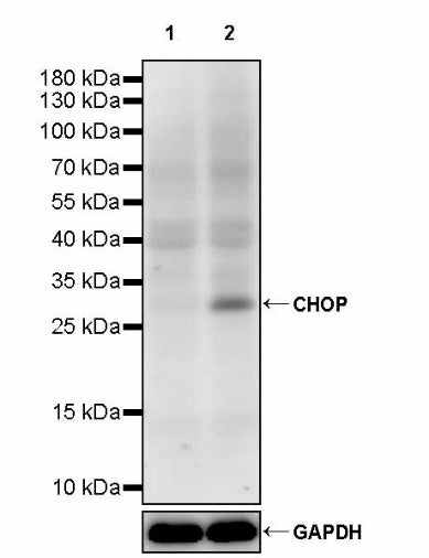 CHOP Recombinant Mouse mAb (S-3924)