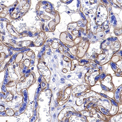 Integrin beta1/CD29 Recombinant Rabbit mAb (SDT-255-52)