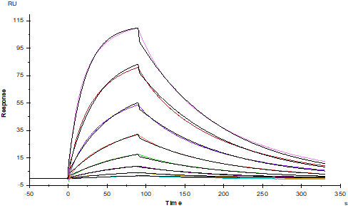 IL-13 R alpha 1 His Tag Protein, Cynomolgus