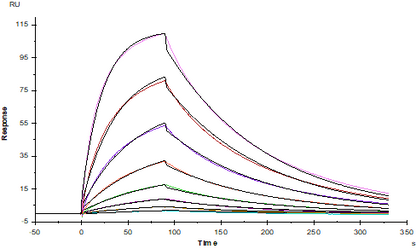IL-13 R alpha 1 His Tag Protein, Cynomolgus