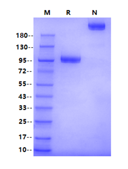 Biotinylated LILRB2/CD85d/ILT4 Fc&Avi Tag Protein, Human