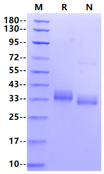 Biotinylated BTN1A1/Butyrophilin His&Avi Tag Protein, Human