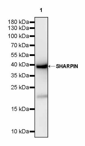SHARPIN Recombinant Rabbit mAb (S-2356-308)