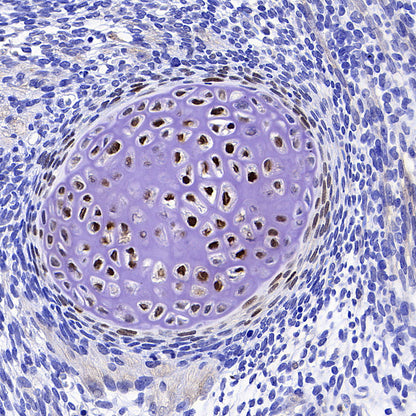 Sp7/Osterix Recombinant Rabbit mAb (S-4225-14)