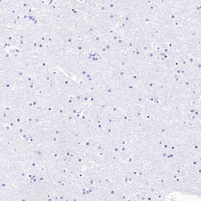 Sialoadhesin/CD169 Recombinant Rabbit mAb (SDT-3228-8)