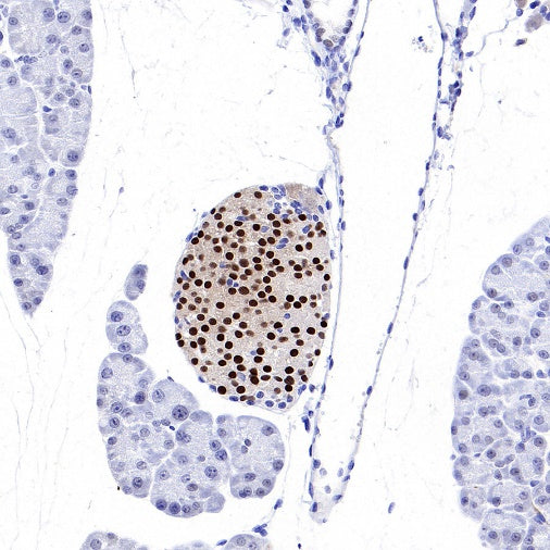 PDX1 Rabbit Polyclonal Antibody