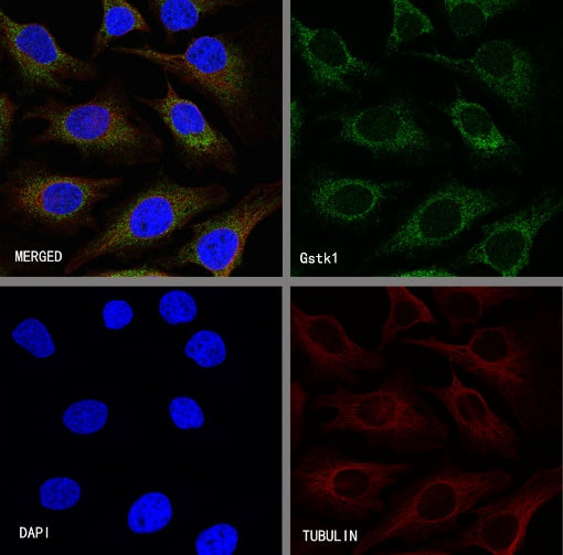Gstk1 Recombinant Rabbit mAb (S-R341)
